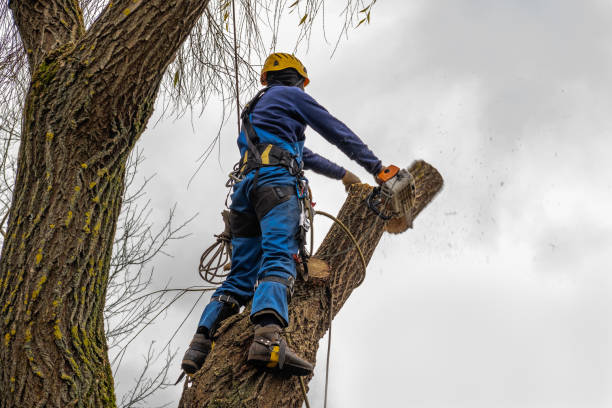 Tree Branch Trimming in Alexandria, KY